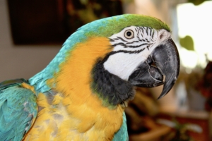 photo of petey the parrot