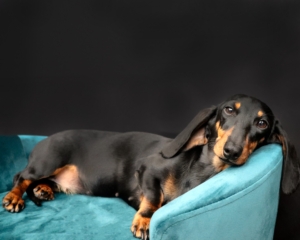 photo of tootsie the dog