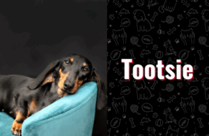 photo of tootsie the dog