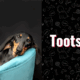 photo of tootsie the dog