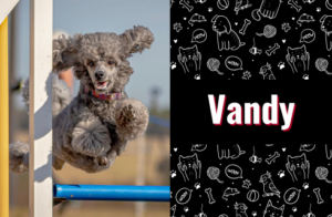 photo of Vandy the dog