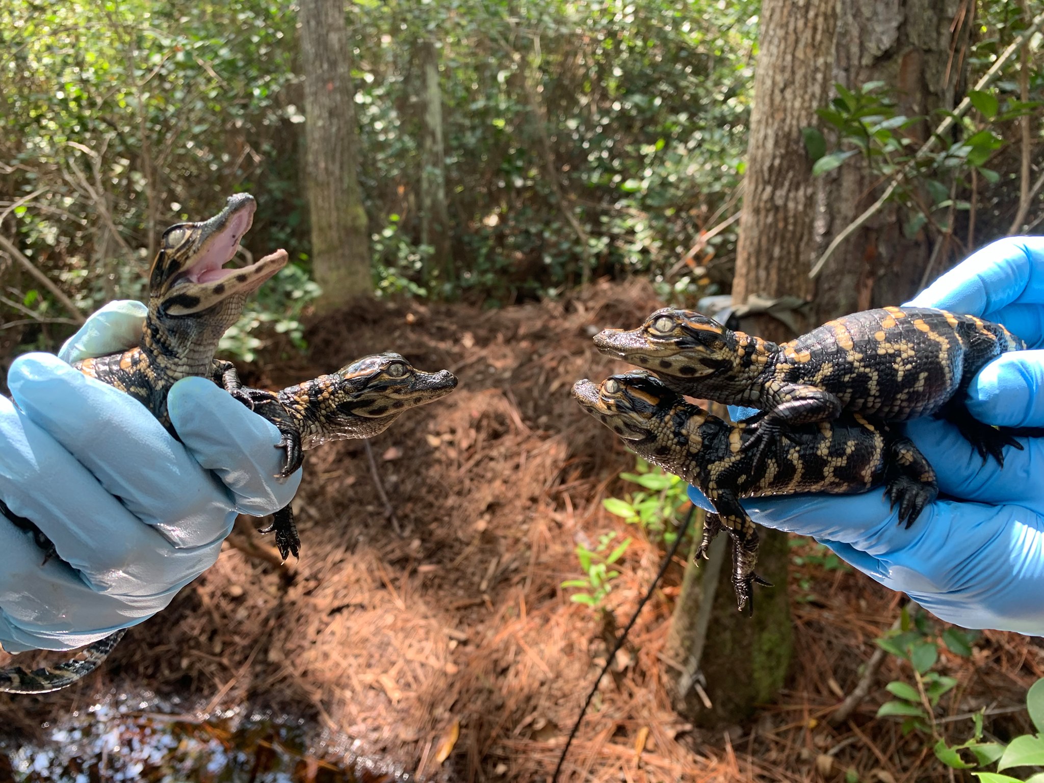 four baby alligators being held by researchers 