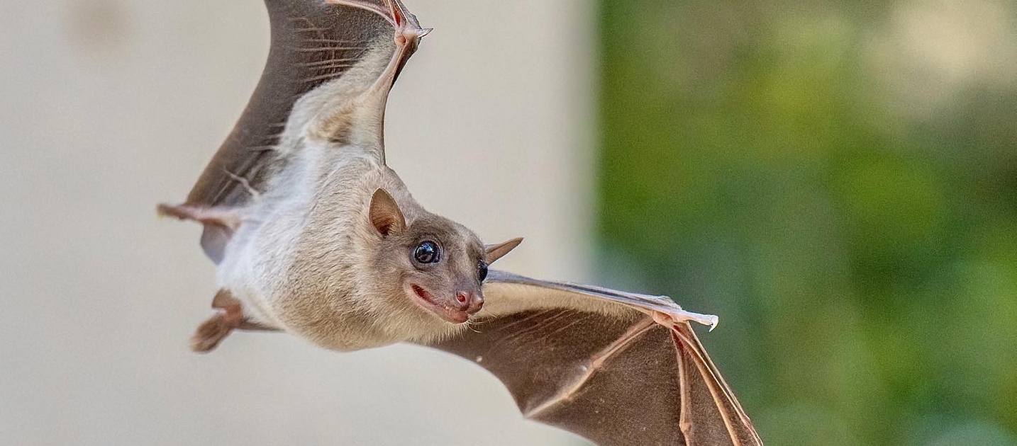 fruit bat flying in front of building