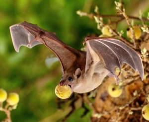 photo of bat flying with food in its mouth
