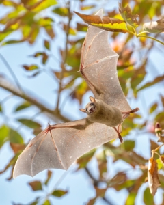 fruit bat flying through the trees