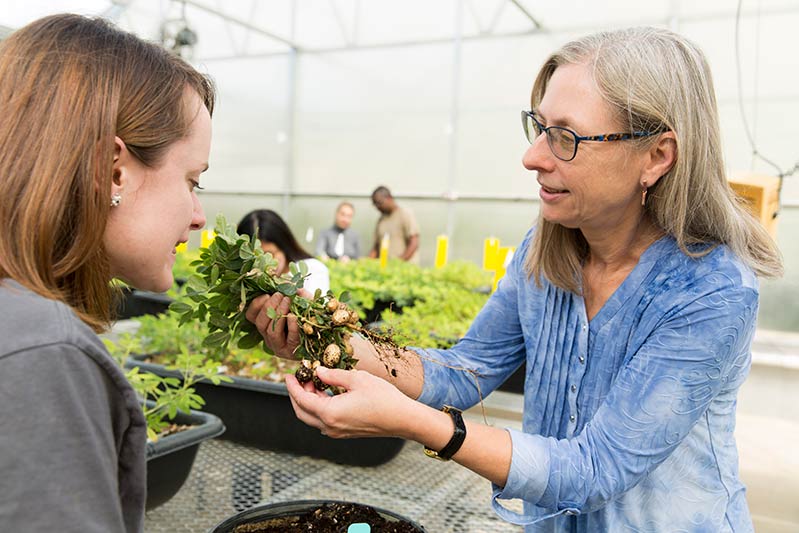 Peggy Ozias-Akins: making peanuts the new superfood