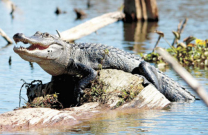 gator on log - closer