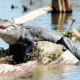 gator on log - closer