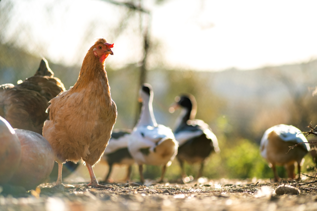 Hens feed on traditional rural barnyard. Detail of a hen head. Close up of chicken standing on barn yard with chicken coop. Chickens sitting in outdoor henhouse. Free range poultry farming concept.