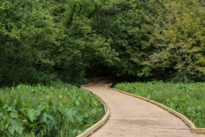 trails-640x427 State Botanical Garden